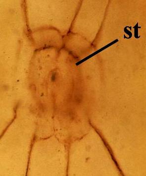 dl. u současných rostlin obvykle 10 100 µm.