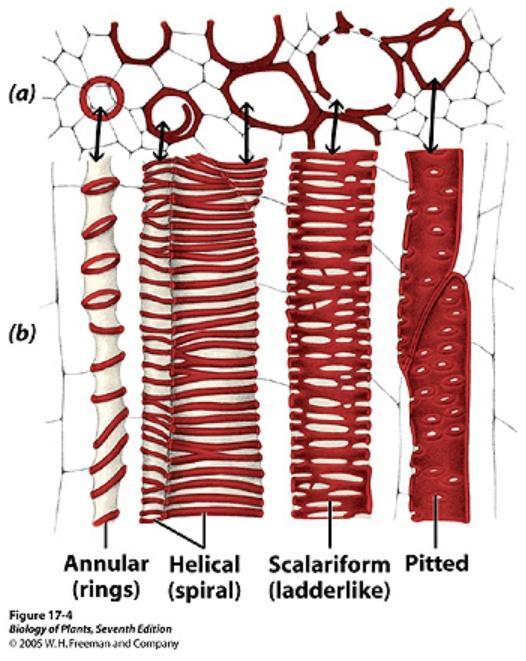 bezlisté ryniofyty Rhyniophyta Tracheidy