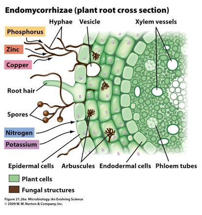 bezlisté ryniofyty Rhyniophyta Endomykorrhiza v oddencích