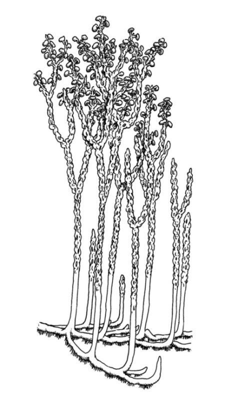 Nothia aphylla Devonská, do 20 cm vys.