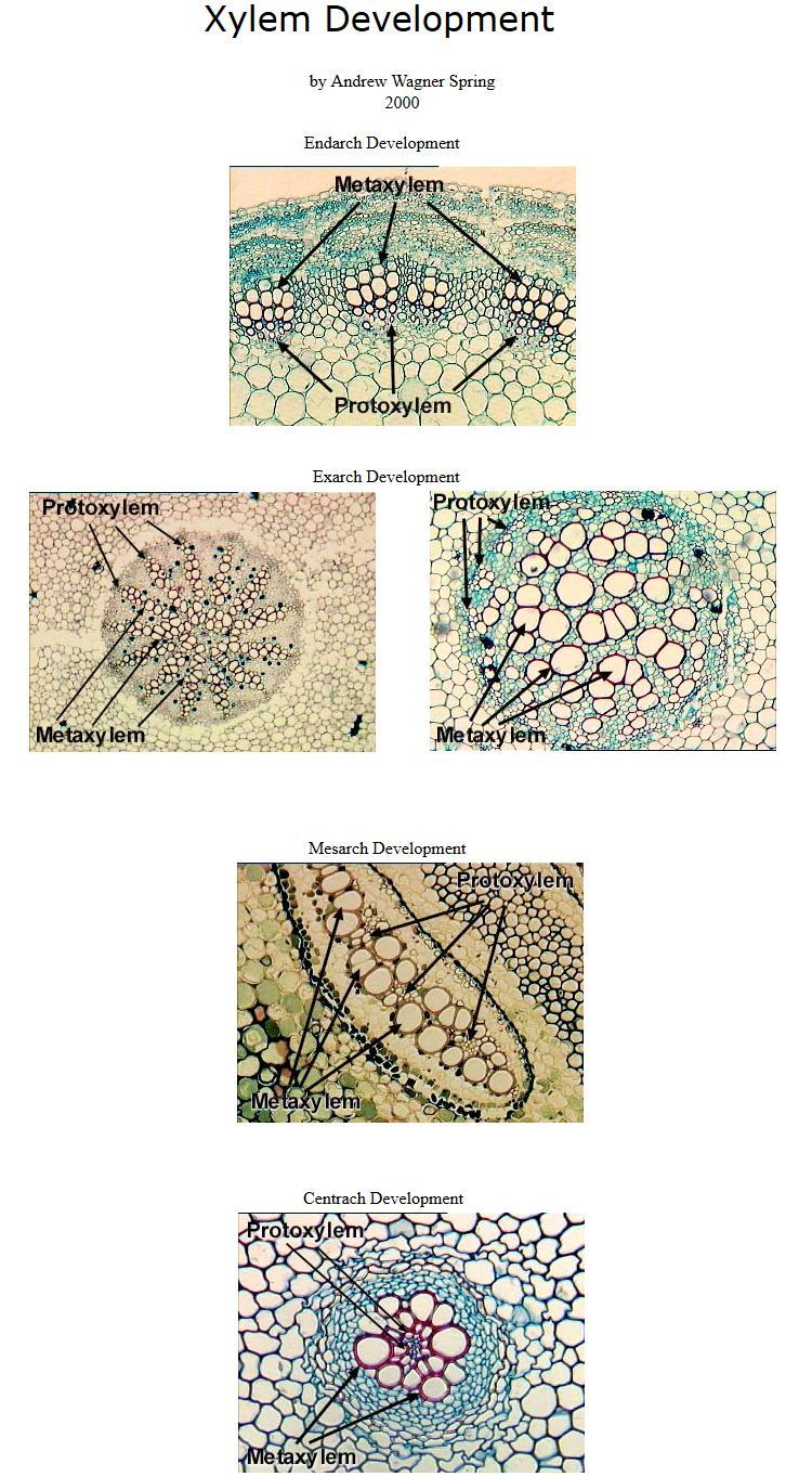 mikrofylní ryniofyty Zosterophyllophyta Diferenciace primárního xylemu ve sporofytu exarchní = starší elementy (protoxylem) zůstánají na vnějších koncích xylemových paprsků,