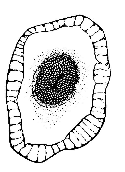 Trimerophyta tracheidy -