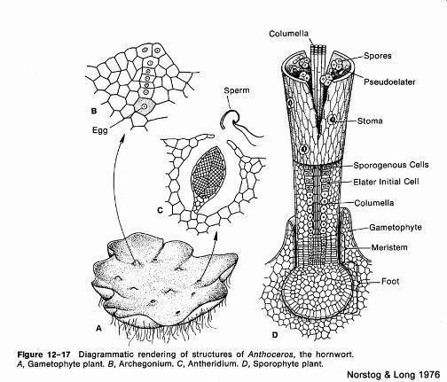 Viridiplantae - zelené rostliny vývojová linie -