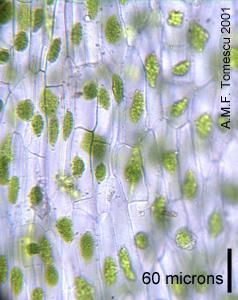 Chloroplast in the assimilative layer of the sporophytes showing peripheral starch and centralized grana. B.