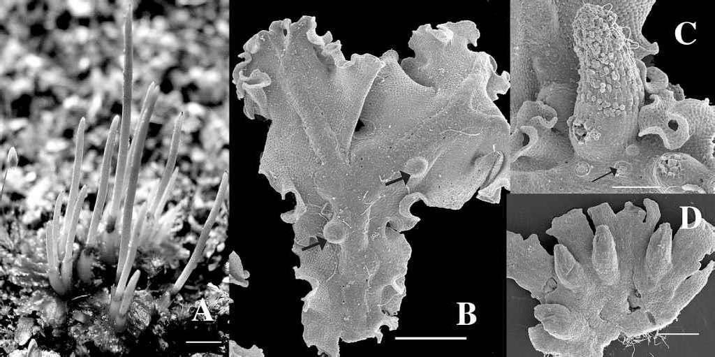 Fig. 2. Diversity in growth forms among hornworts. A. Photograph of Anthoceros punctatus L. Small orbicular gametophyte with both immature and almost ripe sporophytes, growing on soil.