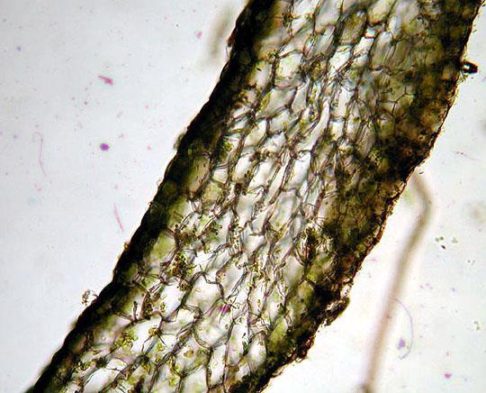 uvnitř svazky vodivého pletiva, rhizoidy, spodní strana dutinky s