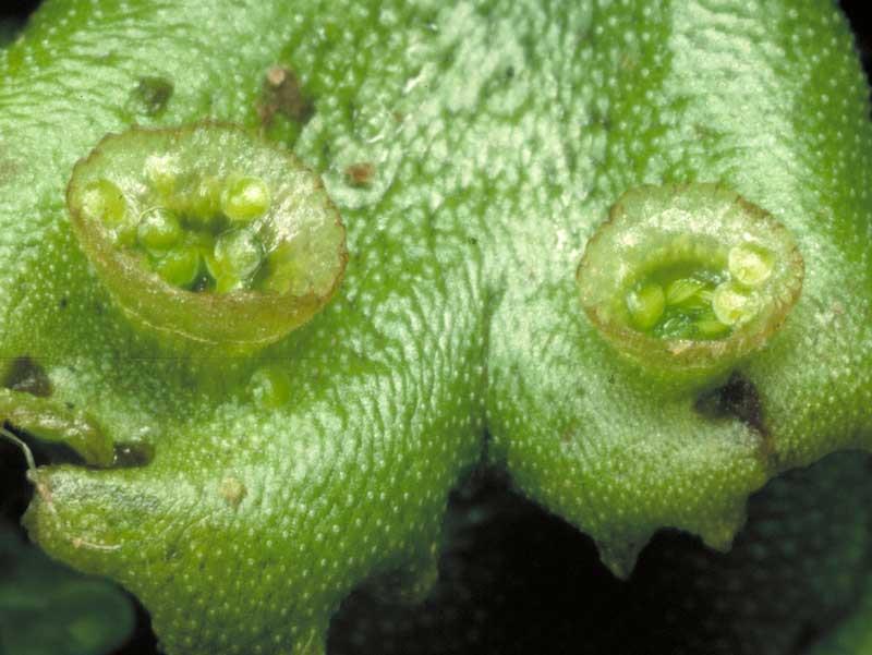 Marchantia -