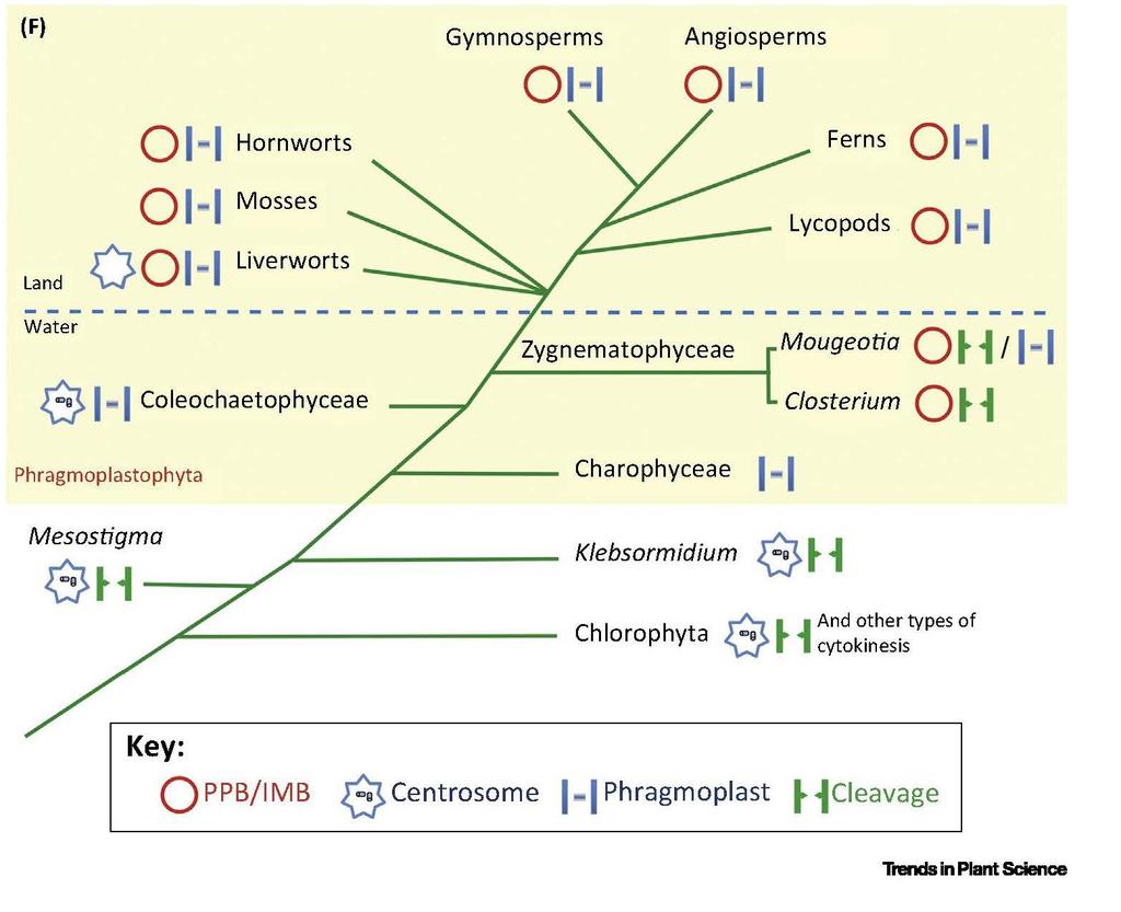 Mechorosty nejsou dořešeny, žlutě Pragmoplastophyta, Red rings indicate preprophase bands (PPB) and/or the so-called isthmus band (IMB) found in desmid algae.