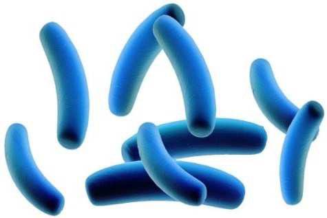 Escherichia coli žije ve střevech lidí a zvířat, ve většině případů neškodná. Nebezpečné jsou pouze patogenní kmeny, například E.