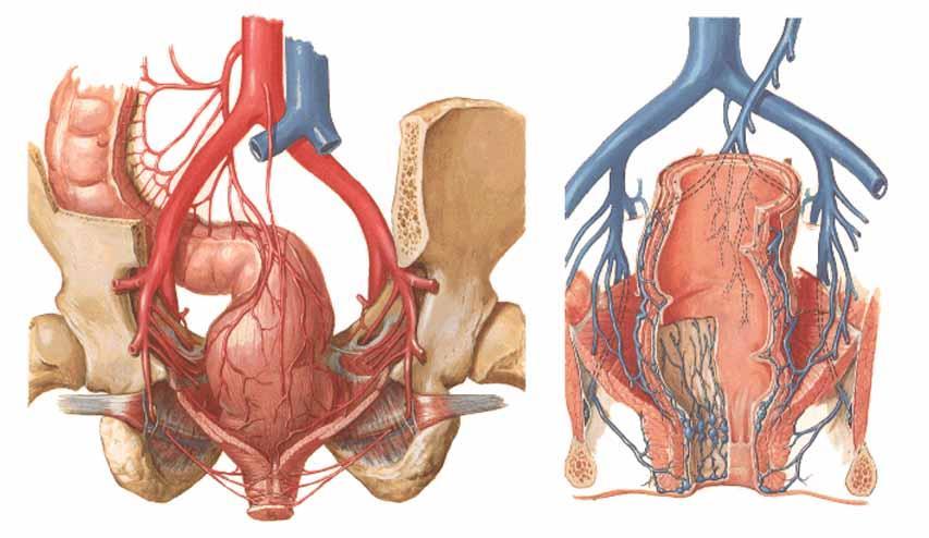 Rectum + canalis analis