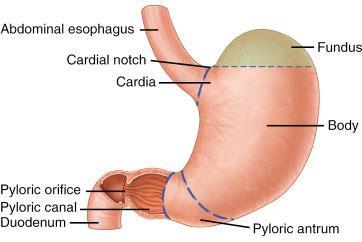 Žaludek (Gaster) ( ventriculus; stomachus ) cardia (česlo) fundus fornix corpus dutina uvnitř se nazývá canalis pars pylorica
