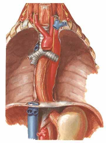 Jícen (Oesophagus) svalová trubice (25 cm) 3 části pars cervicalis (3 cm) pars thoracica pars abdominalis (3 cm)