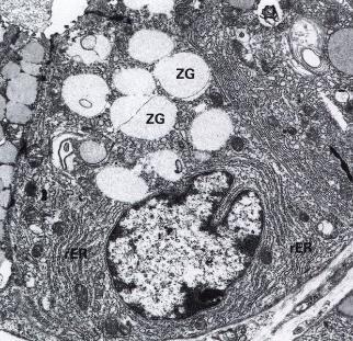 Žaludeční buňky hlavní buňky (exocrinocytrus principalis) granulum zymogeni: pepsinogen, žaludeční lipáza