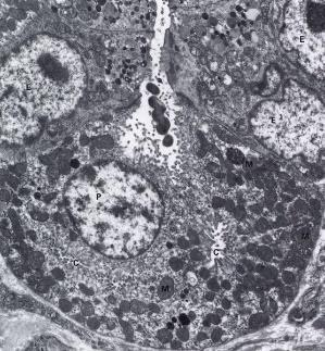 intercelulárních kanálků mucinózní buňky (mucocytus) hlen (povrch, česlové a vrátníkové žlázky, krček tělových