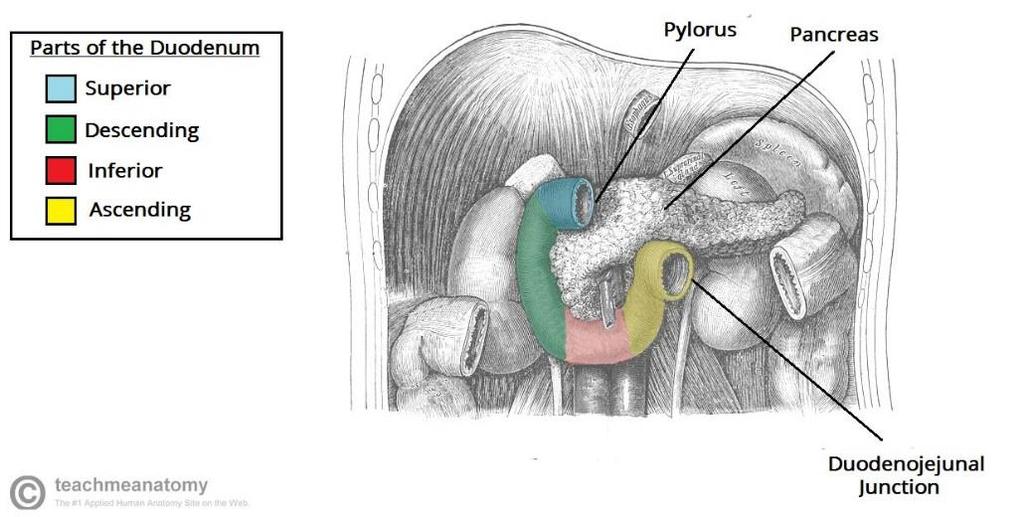 Dvanáctník (Duodenum) pars superior bulbus = ampulla (intraperitoneální) flexura duodeni superior pars descendens flexura