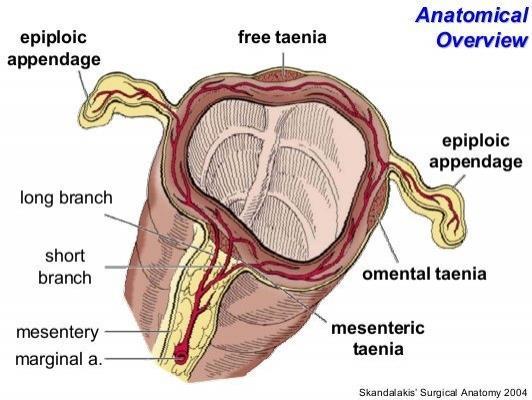 Tlusté střevo tunica serosa závěsy a vztah k peritoneu intraperitoneální: appendix