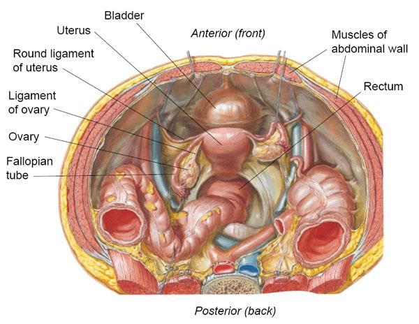 Ligamentum