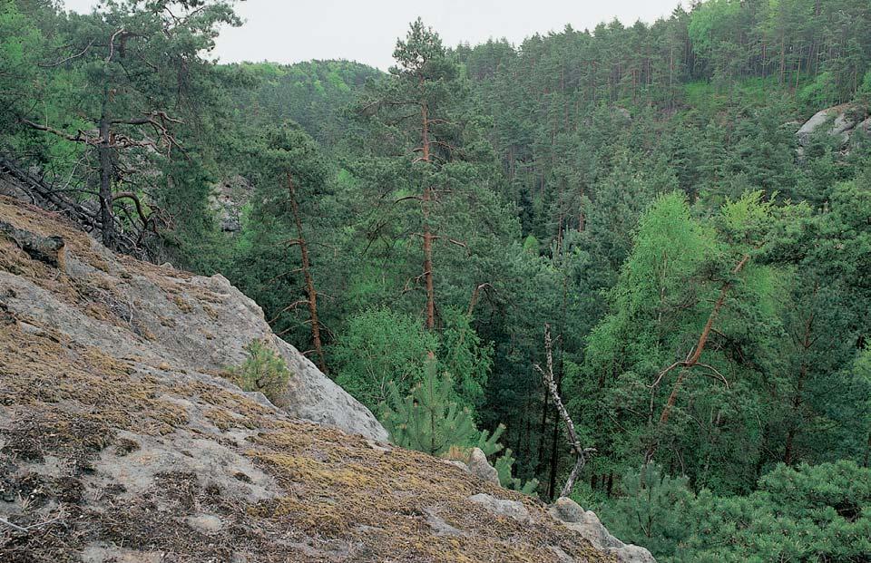 CHKO Kokofiínsko památka Martinské stûny V razná skalní hrana nad Komáfiím dolem, km západnû obce Dfievãice.