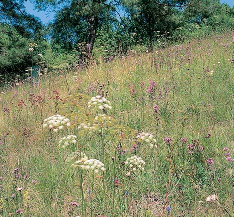 skyt. ním druhem je svefiep vzpfiímen (Bromus erectus), zdal ích charakteristick ch druhû se vyskytují pcháã bezlodyïn (Cirsium acaule), p. bûlohlav (C.