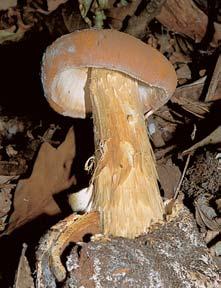7 8 9 7 Mokré louky svazu Caricion fuscae, v popfiedí kosatec Ïlut (Iris pseudacorus). 8 Battarrovka Stevenova (Battarraea stevenii), velmi vzácná bfiichatkovitá houba preferující suchá písãitá místa.