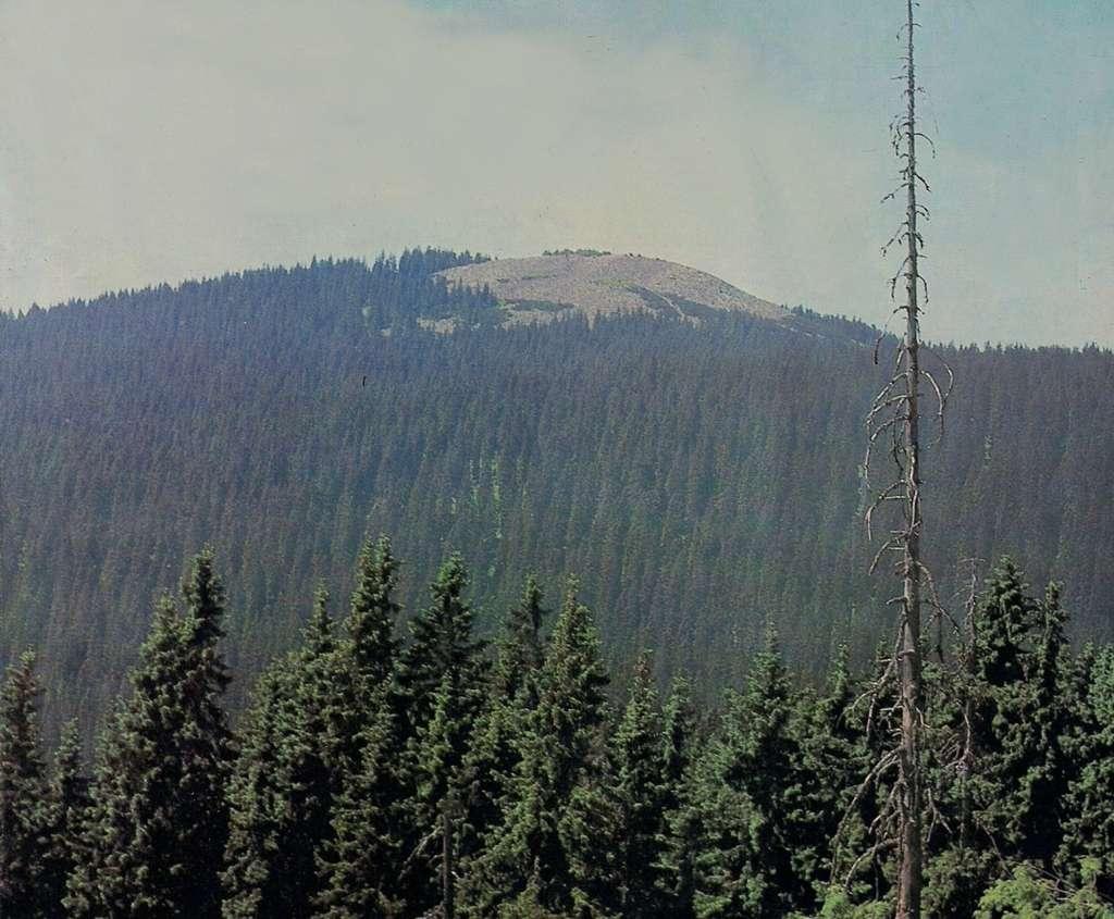 ROK 1980 PO 10 LETECH zachovalý, zapojený les horské smrčiny v