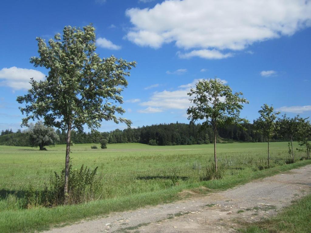 Liniové a skupinové výsadby dřevin (stromořadí, remízy, založení nebo obnova