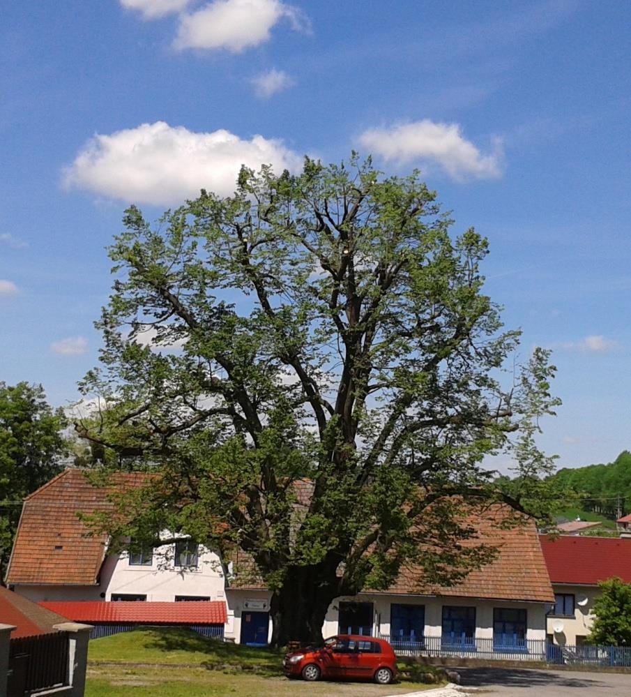 stromů, stromořadí či skupin