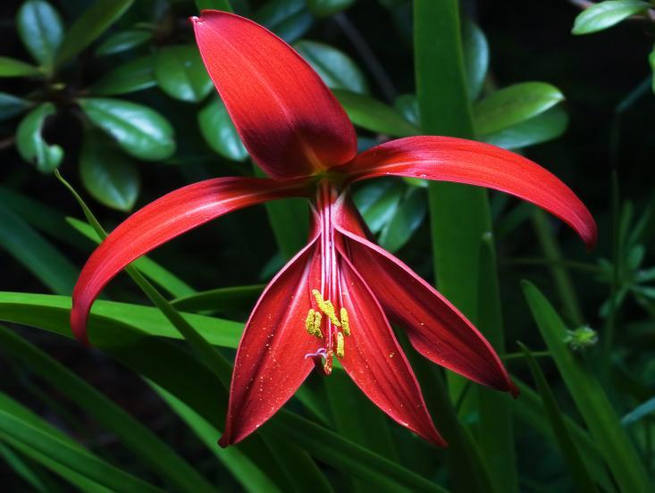 br. 13 Sprekelia formosissima 74 3.2.3.4 Rod Sternbergia Sternbergia je rod čeledi Amaryllidaceae, který lze nalézt podél Středozemního moře a Blízkého východu. Často roste na kamenných místech.