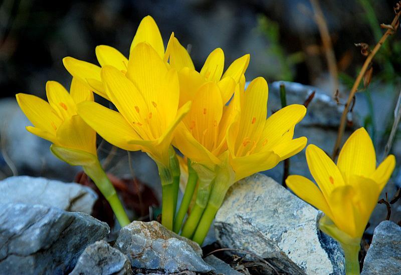 br. 14 Sternbergia lutea 82 3 C 3 C C 3 Sternbergin