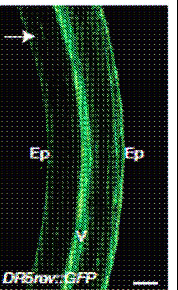 lokalizace GFP či GUS se pokuste určit, které rostliny předložené do experimentu jsou ovlivněné NPA a které jsou kontrolní. zdroj světla zdroj světla Obr.