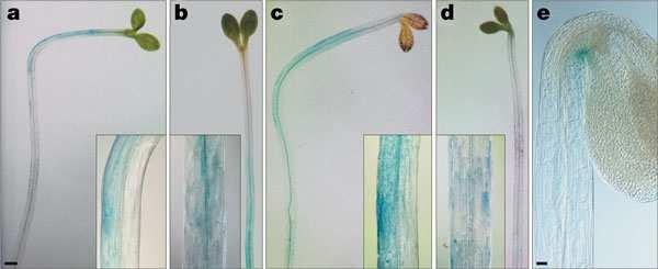 4: Exprese DR5::GUS v hypokotylu Arabidopsis po stimulaci jednostranným osvětlením, (a) rostliny kontrolní a (b) rostliny ošetřené inhibitorem transportu auxinů (NPA), převzato z Friml et al. (2002).