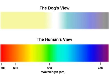 Color spectrum