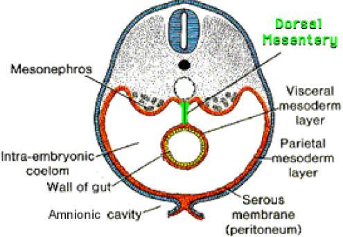 Primitivní střevo je zavěšeno v coelomu na duplikatury mesodermu