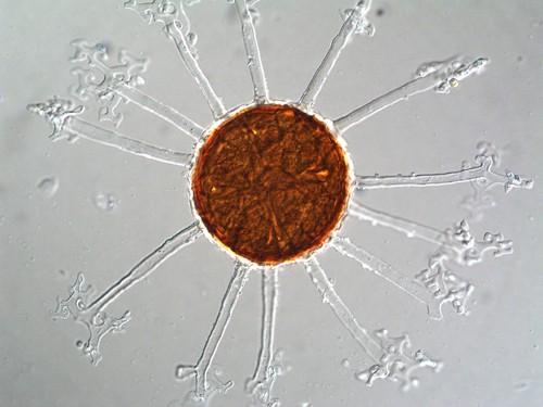 Microsphaera alphitoides padlí dubové přívěsná vlákna