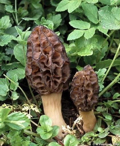 Morchella smrž Morfologicky