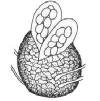 parafýzy, na vrcholu ústí - ostiolum apothecium - primárně miskovitá plodnice