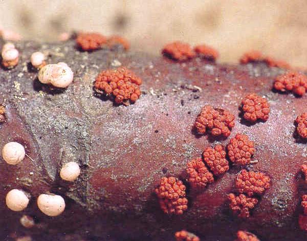 Nectria cinnabarina - rážovka rumělková polštářovitá sporodochia anamorfy, známé pod