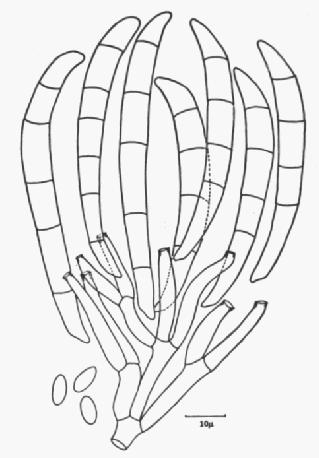 položka) K rodu Nectria přísluší několik anamorf, z nichž nejčastější je Tubercularia a