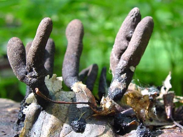 Xylaria polymorpha dřevnatka mnohotvárná (herbářové položky)