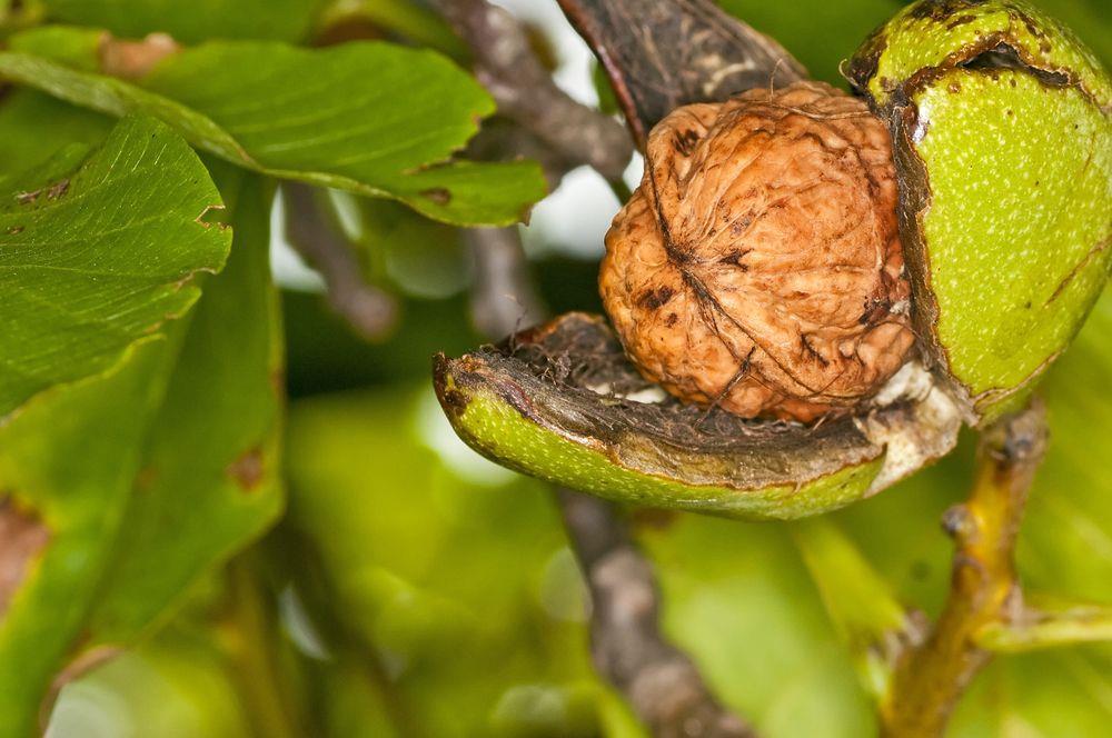 Foto: Shutterstock Ovocné stromy můžete porážet bez omezení a patří mezi ně i mandloň, líska nebo ořešák. Jak tedy správně postupovat?