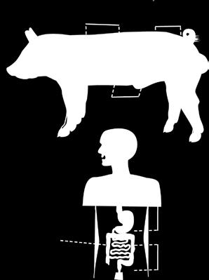 žaludek tlusté střevo Lékařství Kromě toho, že nám dávají množství masných produktů, mají prasata spojitost také s lékařstvím. Prasečí inzulin se podobá lidskému, proto se používá při léčbě cukrovky.