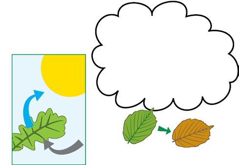 Vzduch a stromy Cíle hodiny: Přiblížit žákům princip fotosyntézy a předpoklady nutné k tomu, aby probíhala. Informovat o tom, že stromy na farmě podporují biodiverzitu.
