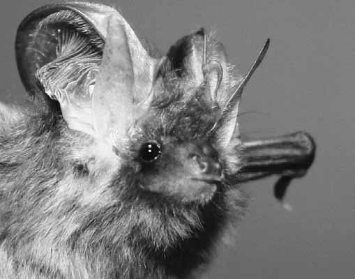 V průběhu roku 2017 byl ve střední části vodní nádrže Švihov jednoznačně prokázán výskyt 8 druhů netopýrů: n. vodního (Myotis daubentonii), n. řasnatého (Myotis nattereri), n.