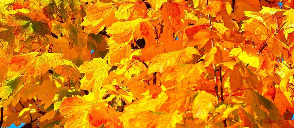 Příroda se začíná připravovat na změnu, která sebou přináší období sklizní a ochutnávání úrody. Podzimní vítr očesává barevné listí a přináší první opravdu chladné dny, které nás nutí změnit oblékání.