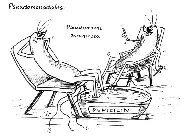 Třída Gammaproteobacteria -pokračování Řád Pseudomonadales - většinoupohyblivépomocíbičíků,2čeledě Čeleď Psedomonadaceae striktně aerobní,chemoorganotrofnísrespiratornímmetabolismem