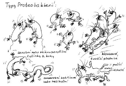 Kmen Proteobacteria Fenotypově igenotypově rozmanitá skupina DNA rrnahybridy,16s