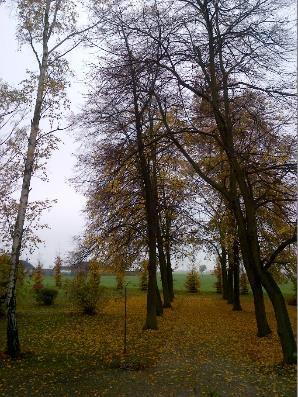 Strom bez čísla: lípa Tilia cordata, vyosená