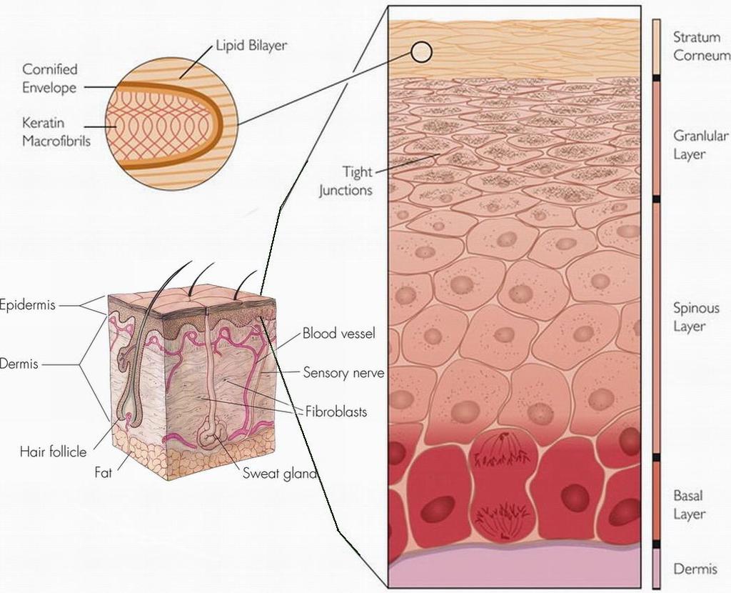 11, 12 br. 1. Stavba kůže 4.1.1 Stratum corneum Funkce kožní bariéry je striktně přisuzována SC, tedy nejsvrchnější vrstvě epidermis.