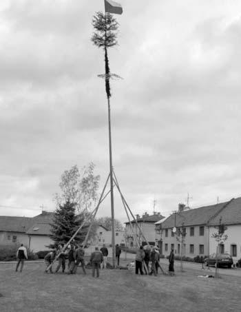 Kácení máje se vydafiilo, probûhlo po vydatné májové boufice v sobotu 30. kvûtna 2015.