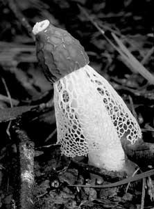 Dictyophora